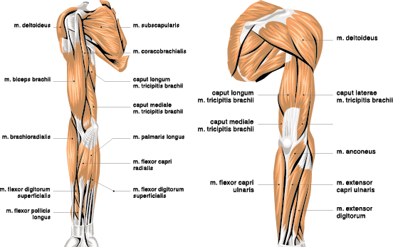 biceps en triceps anatomie